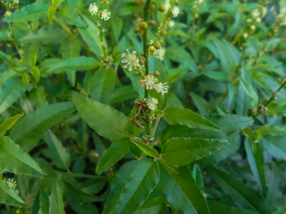 Croton bonplandianus Baill