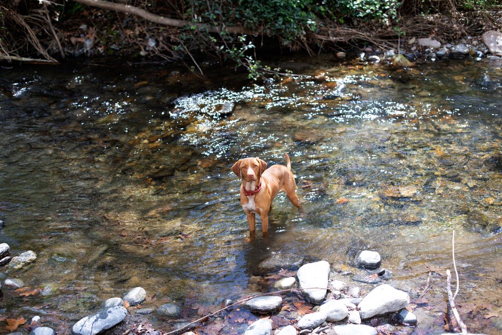 Cute dog in shallow water
