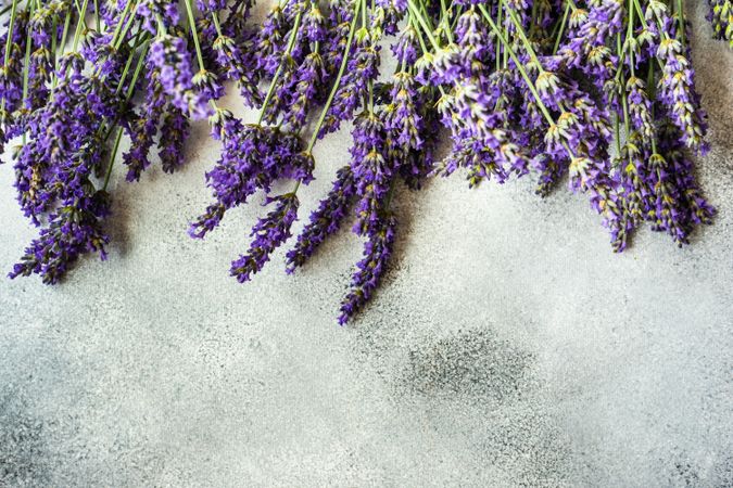 Fresh lavender flowers in a row on top of frame