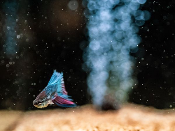 Exotic fish in aquarium