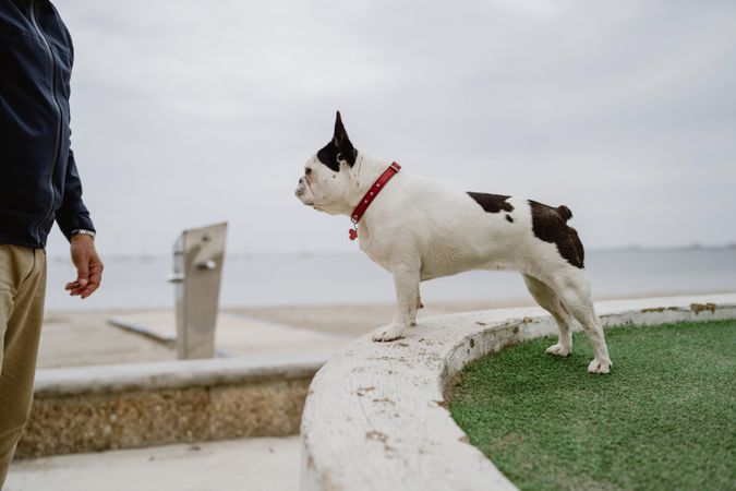 Small dog standing on rocks near sea