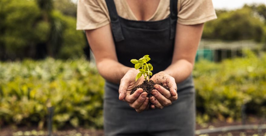 Unrecognizable woman wearing overalls holding a green seedling growing in soil