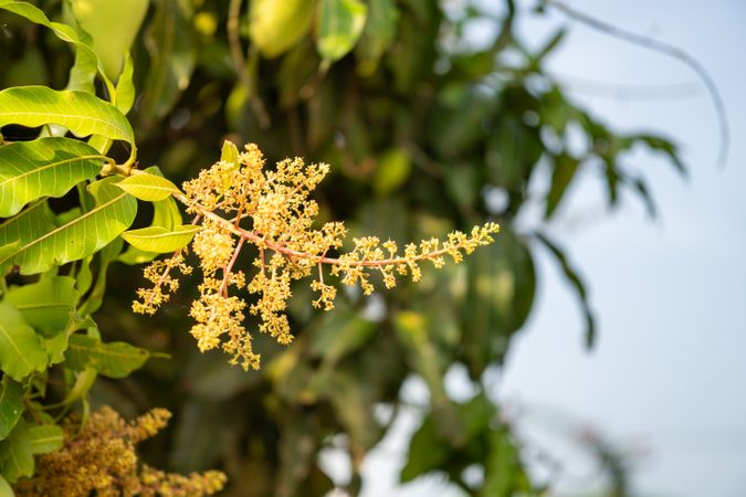 Mango flower cluster, young mango fruit buds