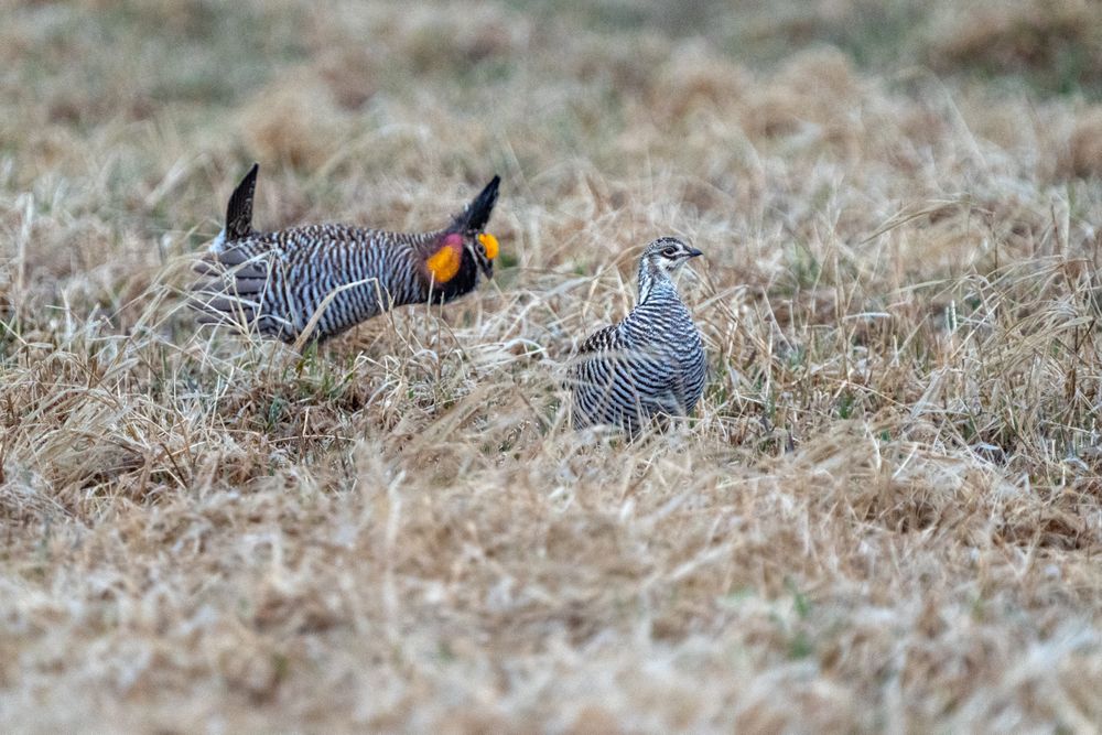2 Male Prairie Chickens during an aggressive encounter on the booming grounds at Hamden Slough National Wildlife Refuge in Hamden Township, Minnesota