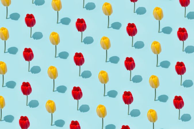Red and yellow tulip pattern