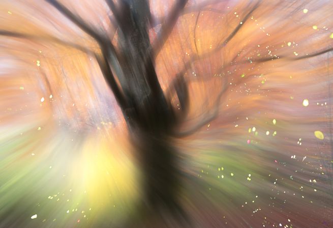 Blurred trees in forest