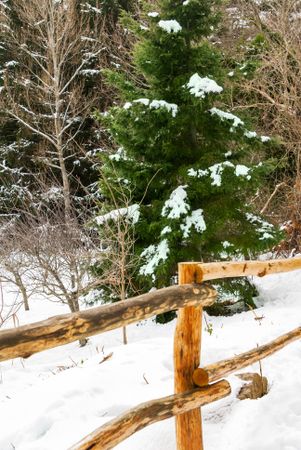 Fence in snowy forest