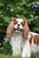 Cavalier king Charles spaniel
