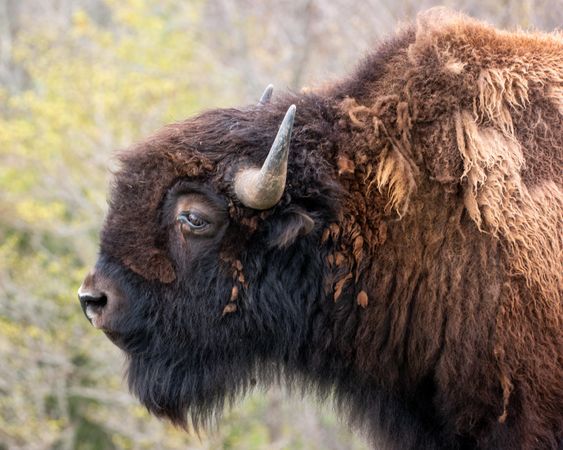 Profile of brown bison