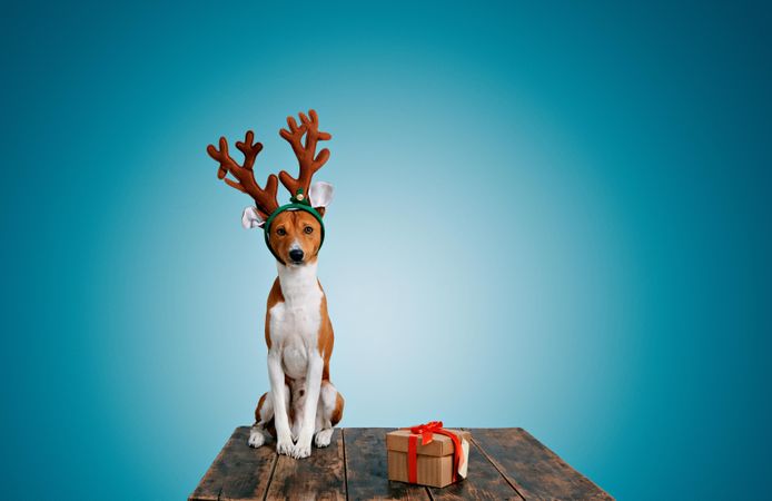 Calm dog wearing festive antlers on wooden table with present and blue background
