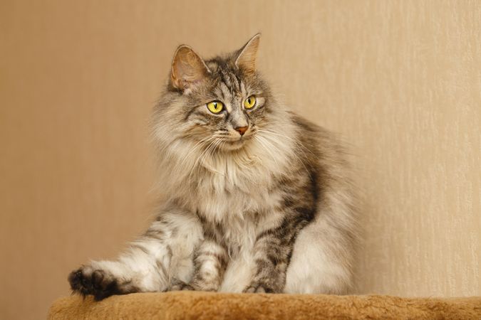 Portrait of fluffy grey cat with one leg out