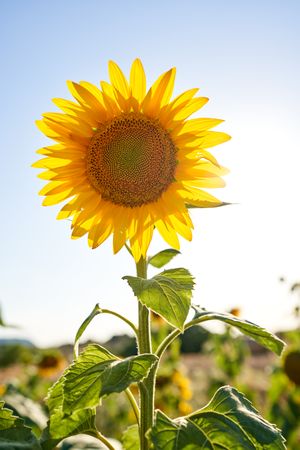 Blooming sunflower growing in field