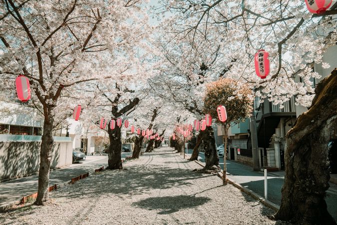 Road between cherry blossom trees decorated with red lanterns