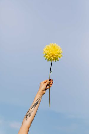 Woman's hand holding yellow flower