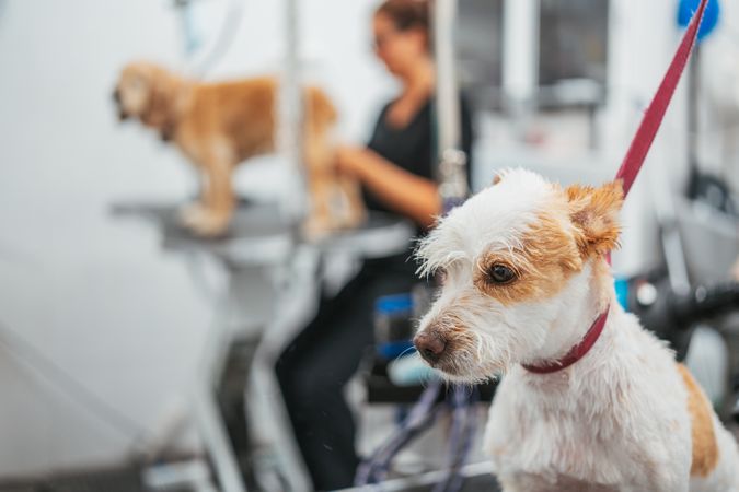 Woman drying dog in grooming salon