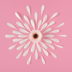 Flower with petals making pattern on pink background