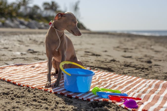 Cute puppy playing on beach in sunny day