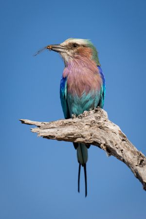 Lilac-breasted roller holds dead insect on branch