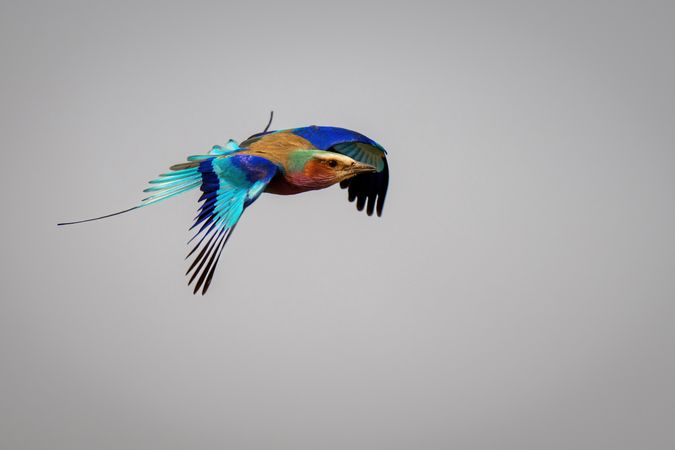 Lilac-breasted roller with catchlight in blue sky