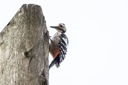 Dendrocopos on brown wooden post