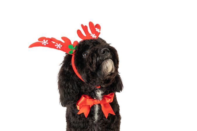 Funny Christmas dog, isolated on light background