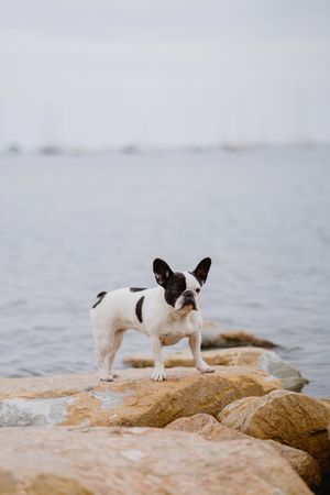 Small dog standing on rocks near sea