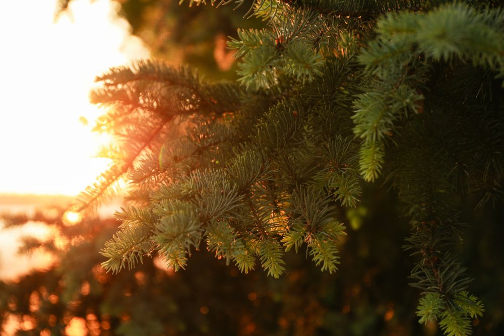 Pine tree, close up. Outdoor photo. Sunset