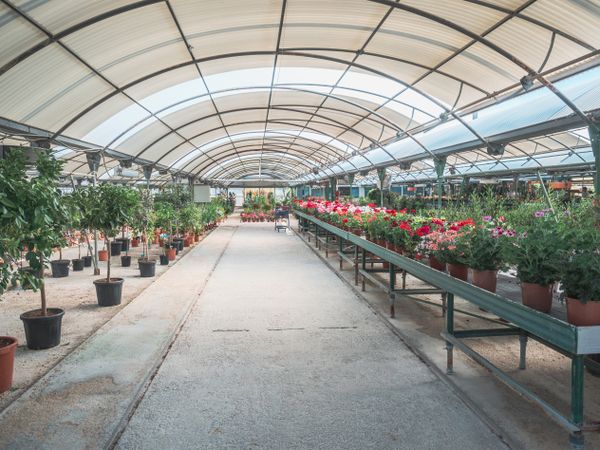 Female choosing plants for garden on flower market