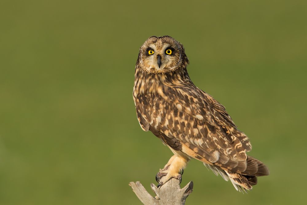 Brown owl perching on tree branch