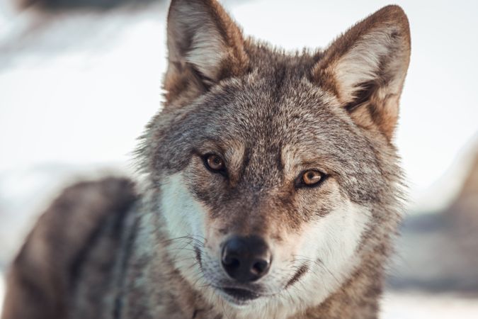 Wolf on hill near stones and snow