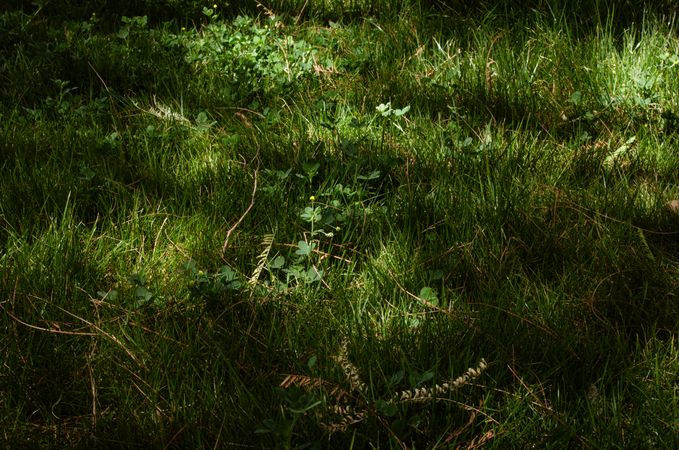 Grass and sunlight spots