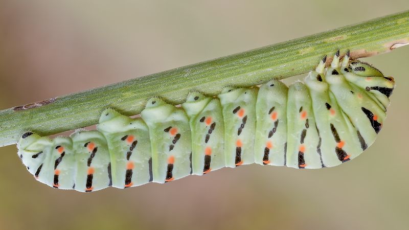 Green caterpillar on twig
