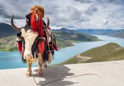 Saddled cow near river and hills