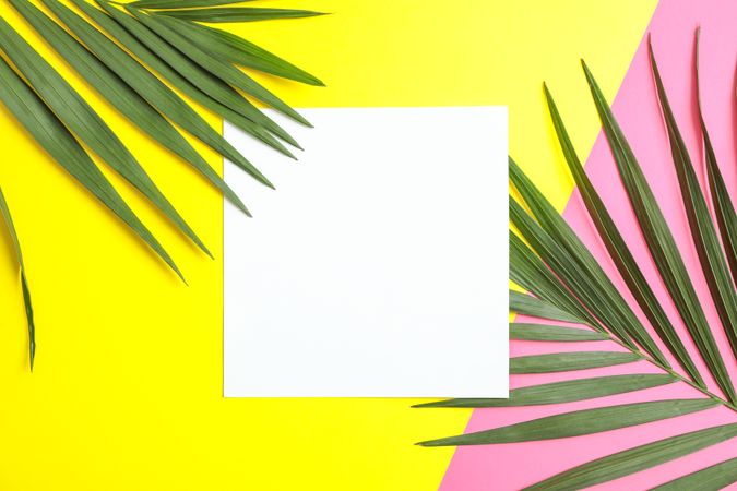Beautiful tropical palm leaves on color background, space for text