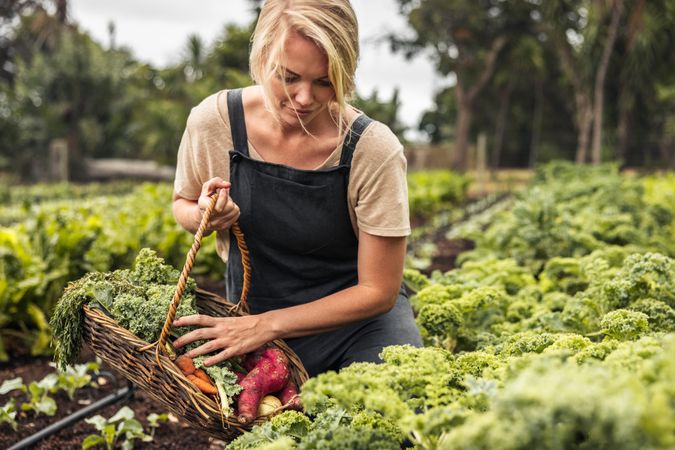 Young female farmer gathering fresh produce into a basket in a vegetable garden