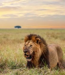 Male lion walking in the savannah during sunset in Kenya