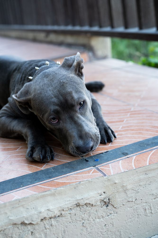 Adorable dog laying on patio looking sad
