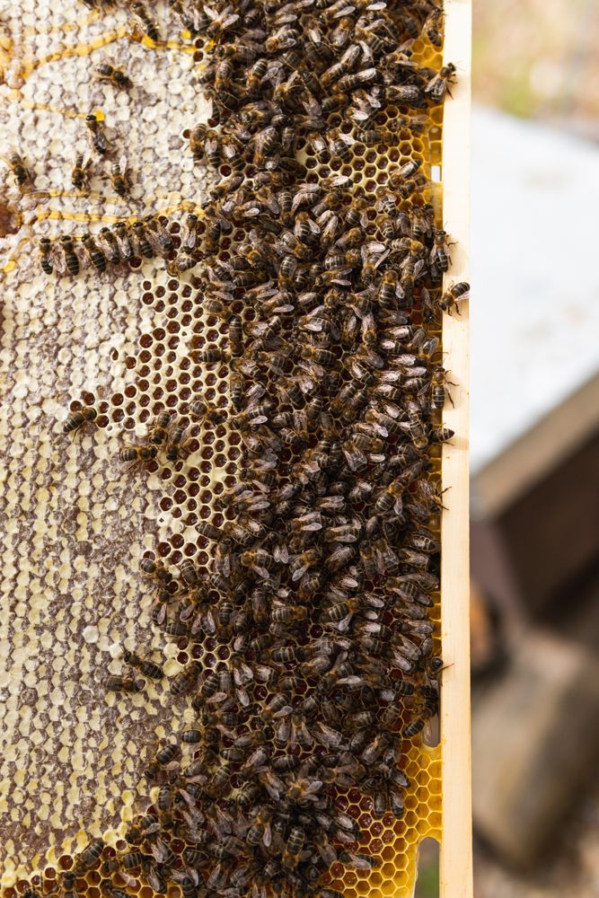 Honeycomb with bees in apiary