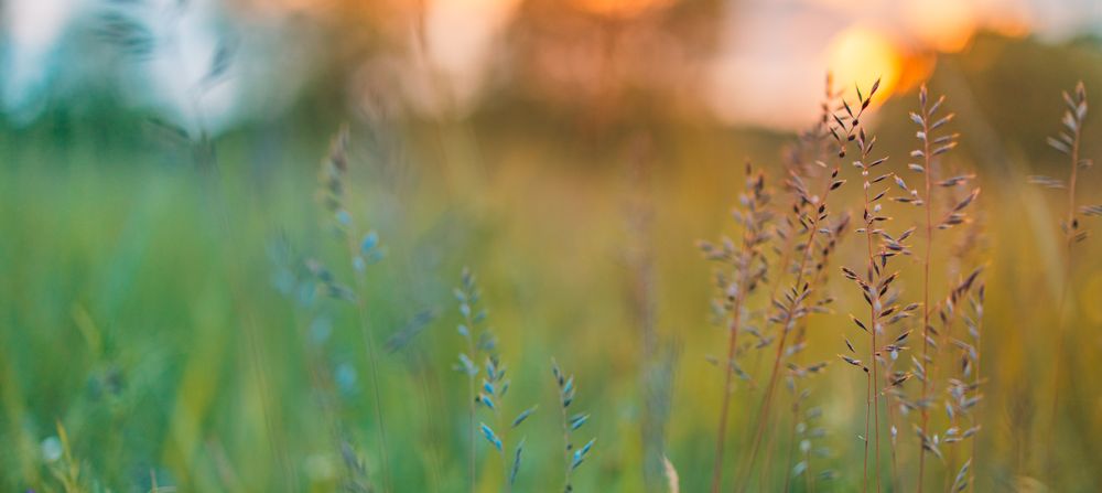 Wide angle selective focus of a field