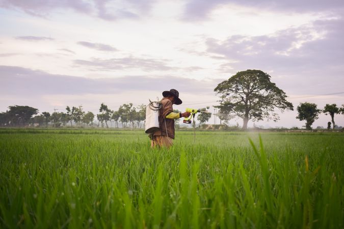 Farmer in Indonesia spraying plants in long grass field