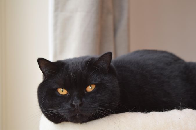 Dark cat lying on bed indoor