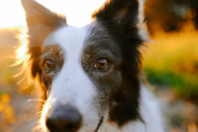 Border collie sitting on meadow