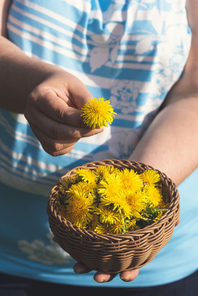 Dandelions basket held in hands