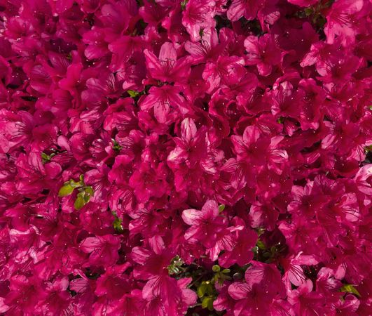 Red flowers in full frame format