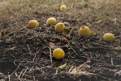 Bunch of lemons on ground under tree