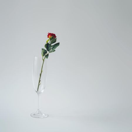 Champagne glass with red rose