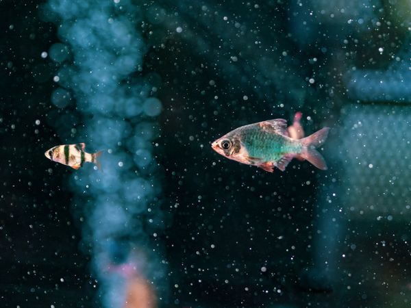 Exotic fish in aquarium