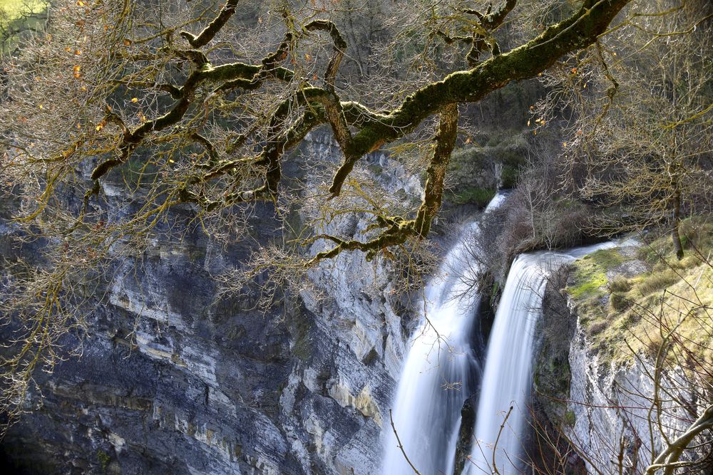 Autumn tree and waterfall