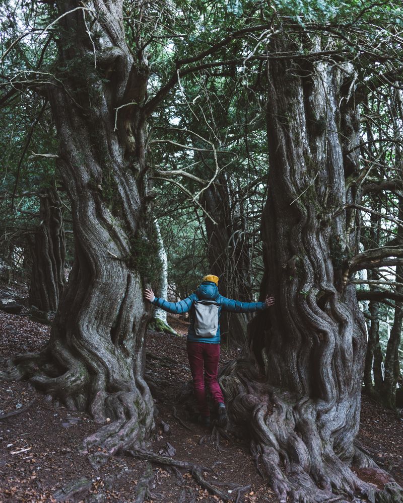 Female hiker standing next to trees trunk