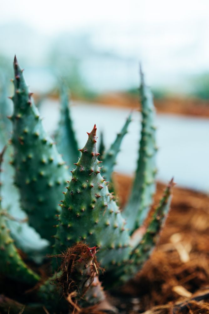 Close up of aloe plant